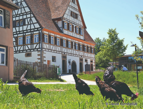 Hühner auf einer Wiese