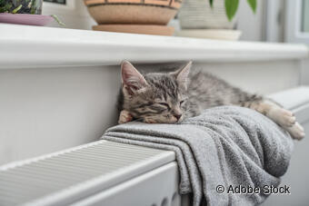 Katze auf Heizung 